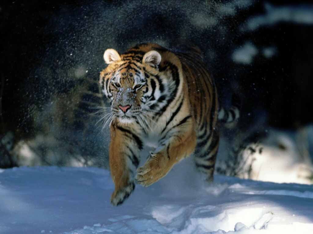 HQ Wallpapers: Siberian Tiger Wallpapers