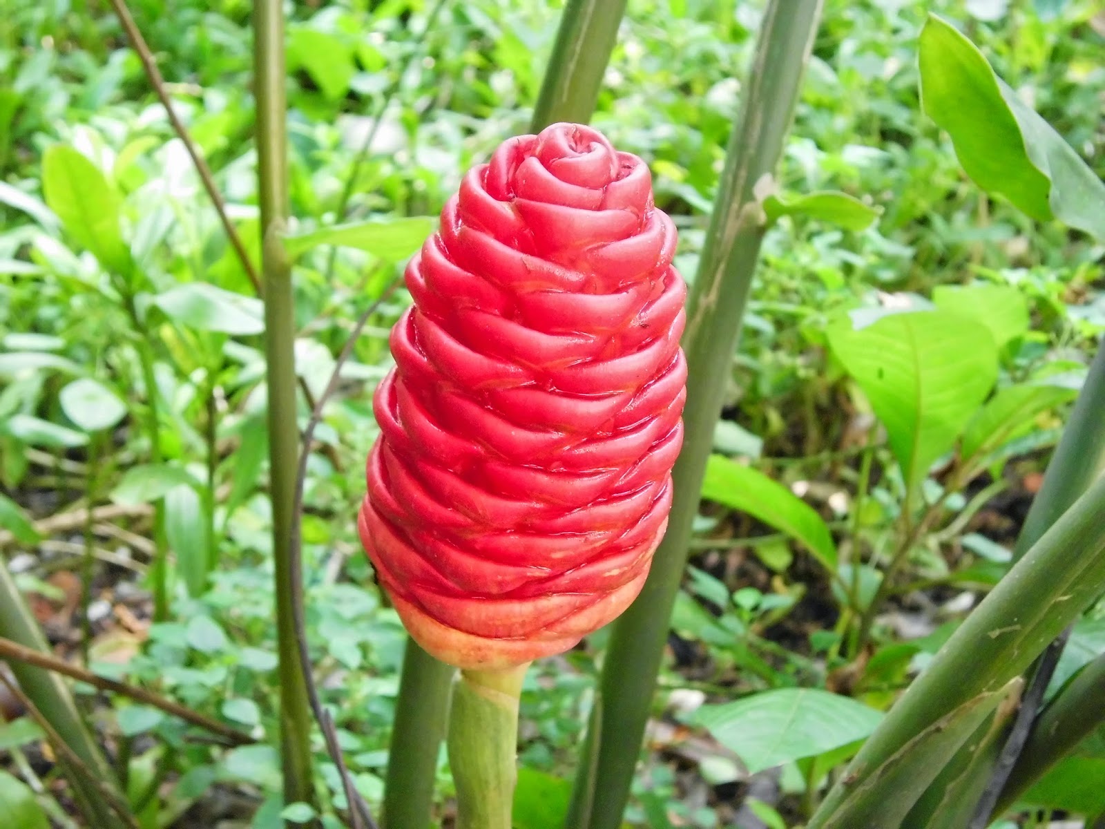 Lempuyang (Zingiber Zerumbet) Pictures Gallery