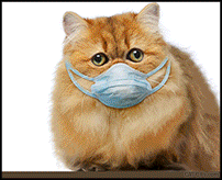 Cat Gif Site 3 500 Kitten Gif Center 1 500