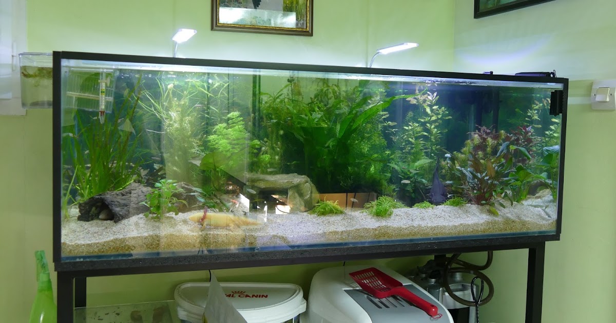 Axolotl tank live plants