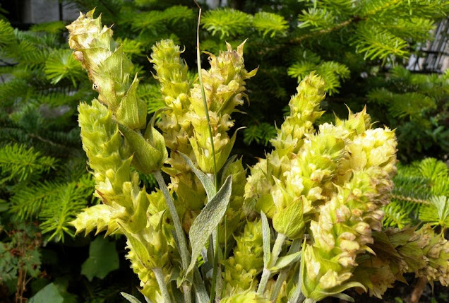 Το τσάι του Ολύμπου