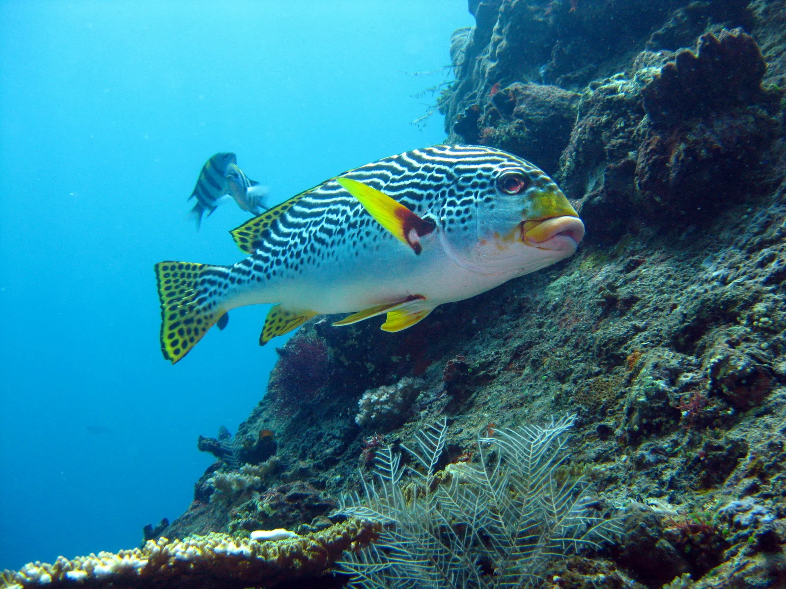 bali best scuba diving sites