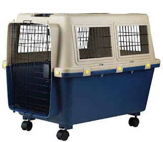 Taking a Pet to the U.S.A.: Firsthand Experience