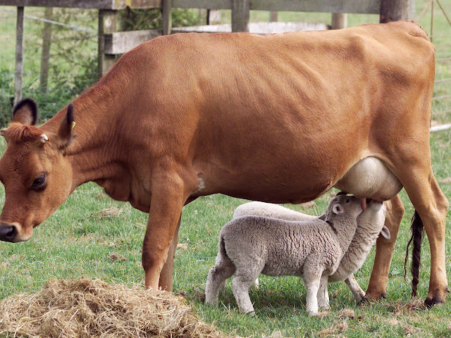 Эта корова Джерси тоже не прочь подкормить чужих малышей