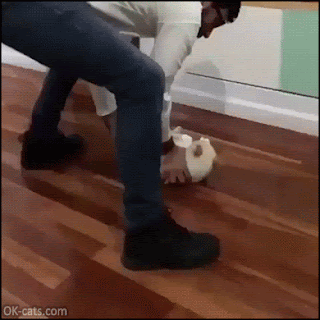 Funny Cat GIF • ”Throw me dad!” Funny playful cat loves sliding on wood floor again and again! [ok-cats.com]