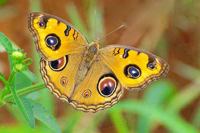 Peacock Pansy,Junonia almana, butterfly