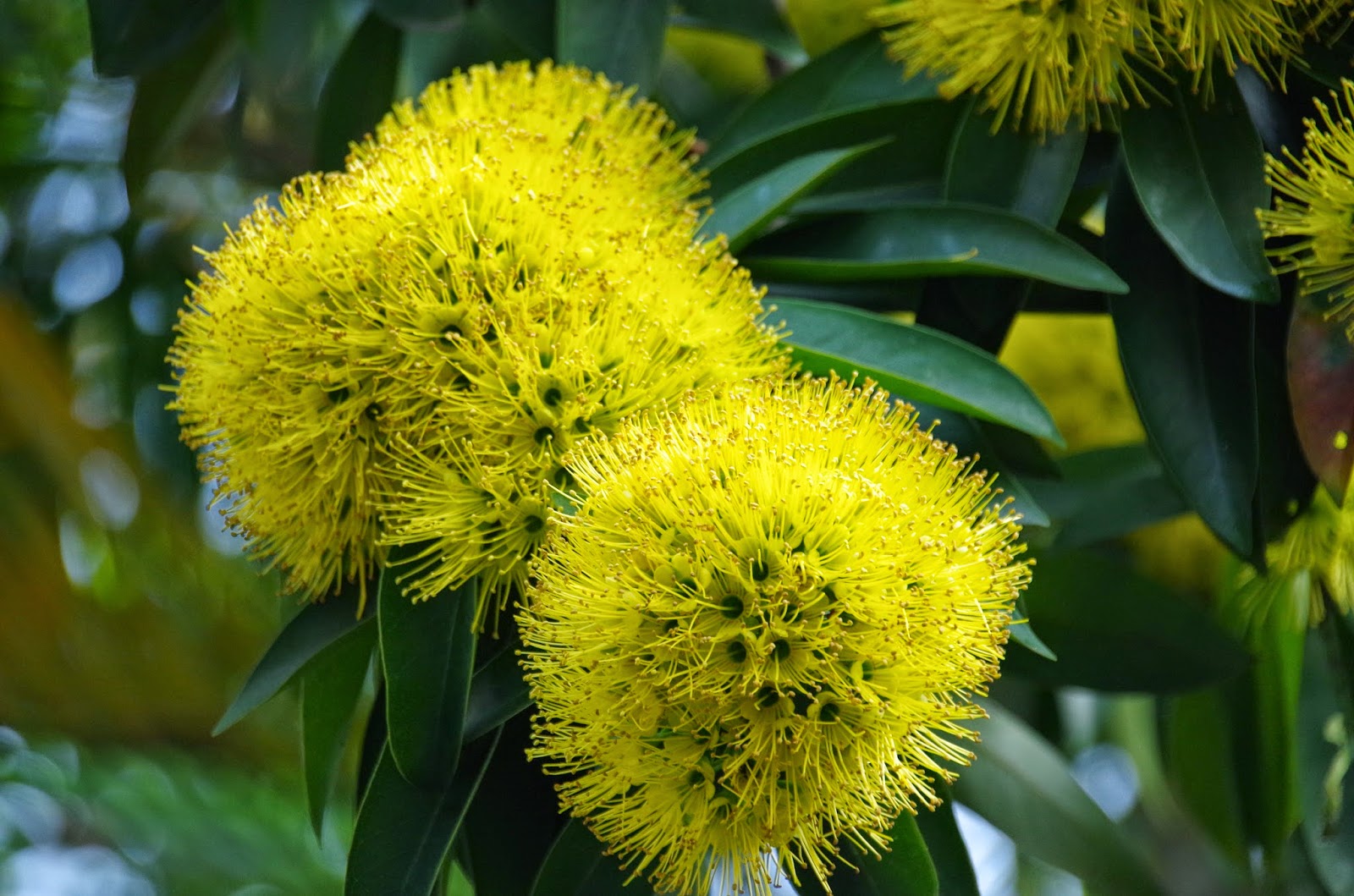 Trees and Plants Golden Penda