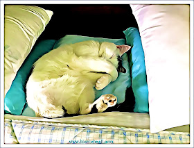 Smooch's Big Sunday Sleep-In ©BionicBasil® Caturday Art