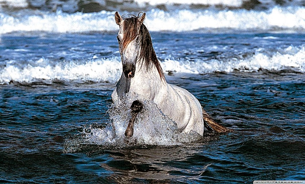 White Horse Running In Water HD desktop wallpaper  High