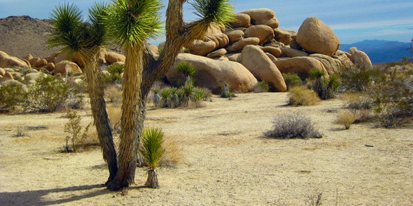 Desert botanical in America