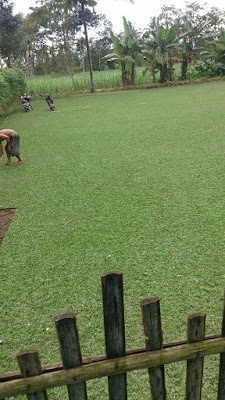  Kutipan singkat tentang kelebihan dari rumput gajah mini Nih Kelebihan Rumput Gajah Mini