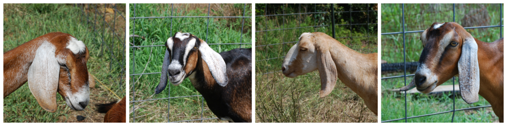  Cabras lecheras nubias, Mes Nacional del Queso de Cabra