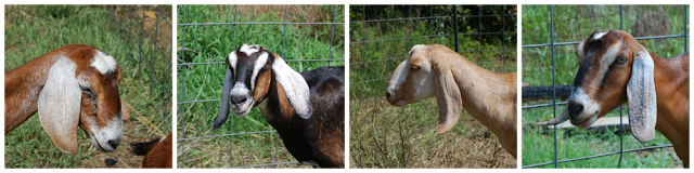 Headshots of four Nubian dairy goats