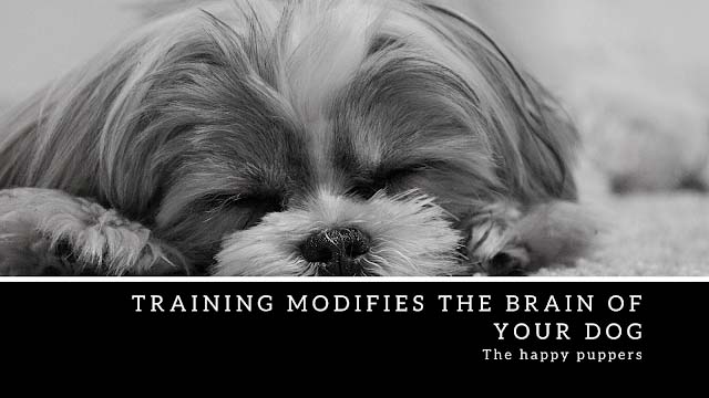 Training modifies the brain of your dog Training modifies the brain of your dog