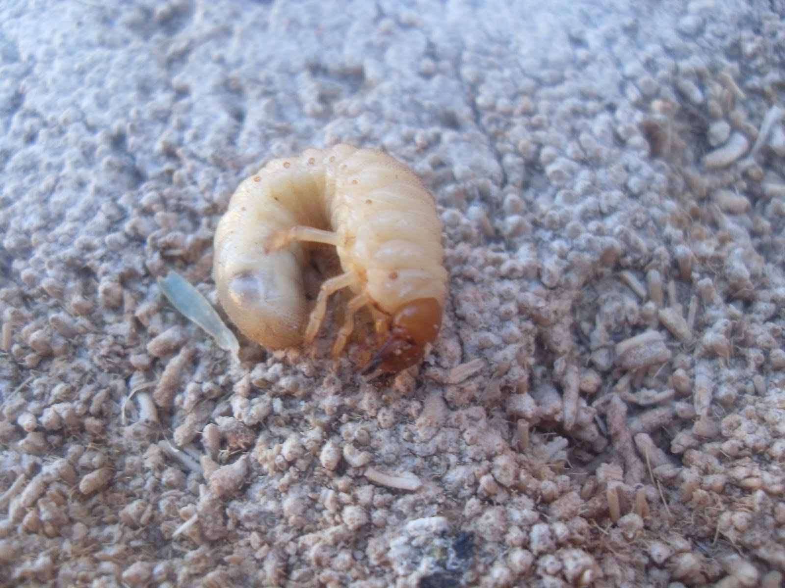 The Scientific Gardener Composting With Grubs The Scientific Gardener Composting With Grubs