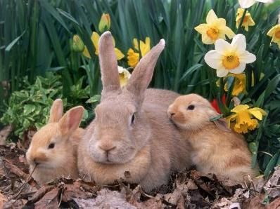 http://1.bp.blogspot.com/-gOAf1UKcnPc/TZur9JqDSgI/AAAAAAAAC1c/UsT7edgSisM/s400/bunnies-273.jpg