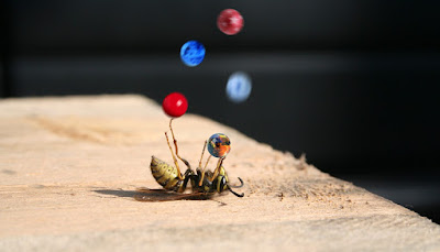 https://pixabay.com/photos/bee-wasp-superstar-balance-artists-1886240/