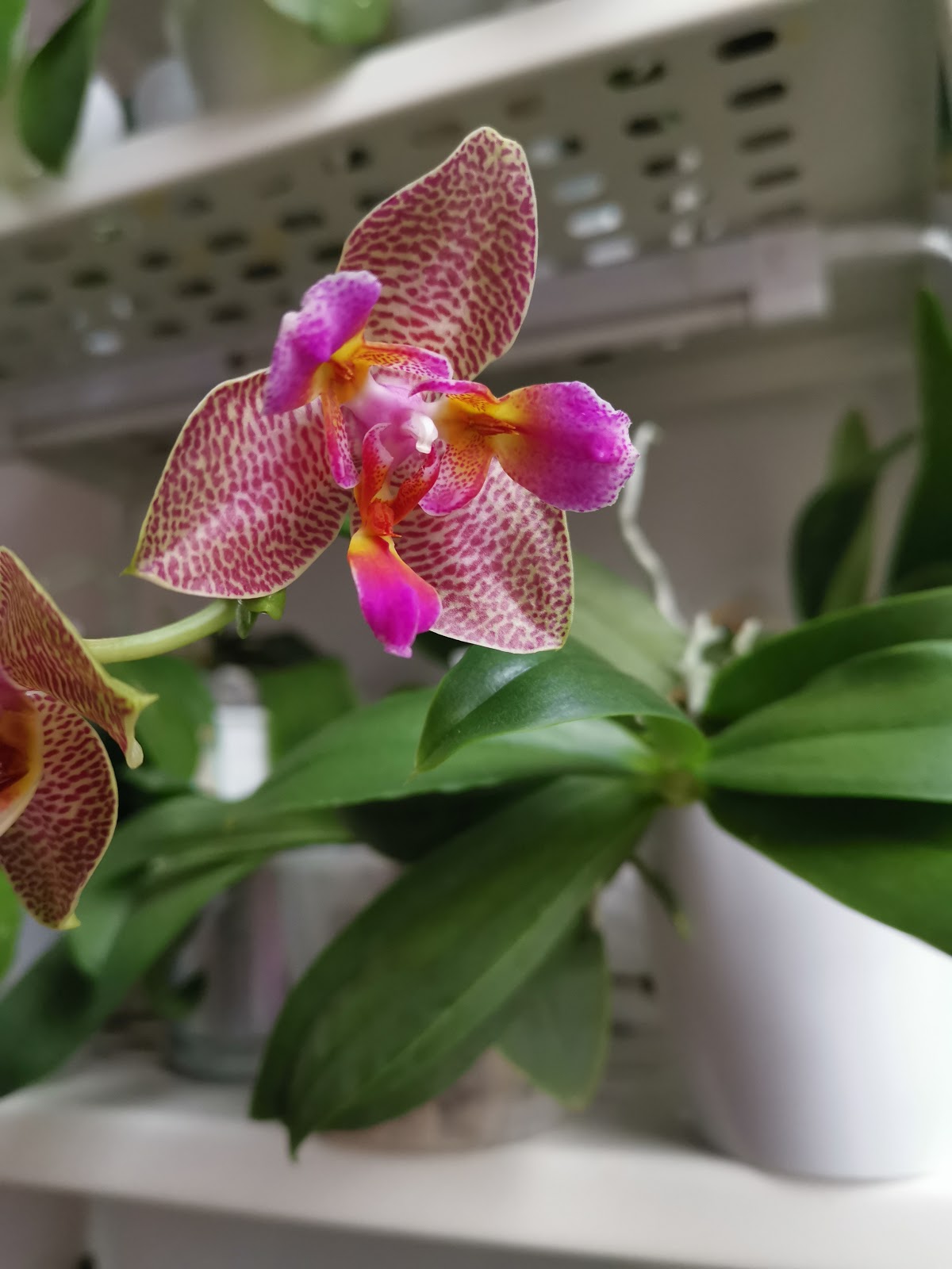 , Phalaenopsis Joy Fairy Tale, diarid'orchidee
