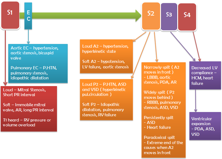 I'm Med Student Heart sounds made easy