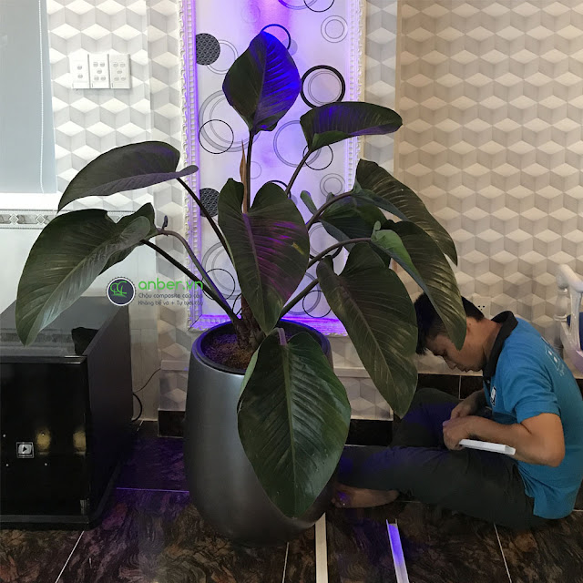 chậu cây đế vương