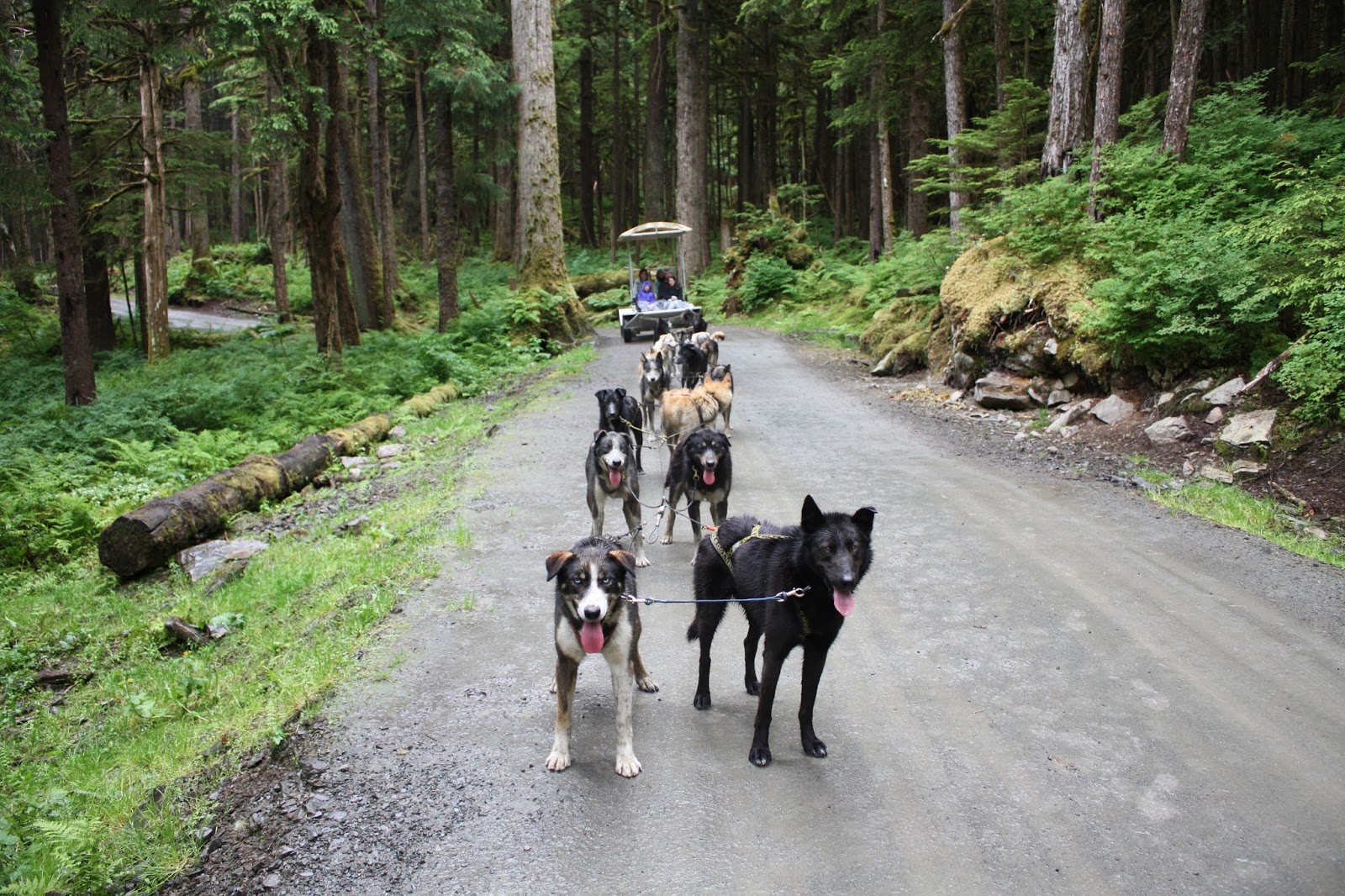A Little Time and a Keyboard Racing at the Dog Sled Musher's Camp and
