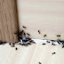 Έτσι θα κρατήσετε τα μυρμήγκια μακριά από το σπίτι σας