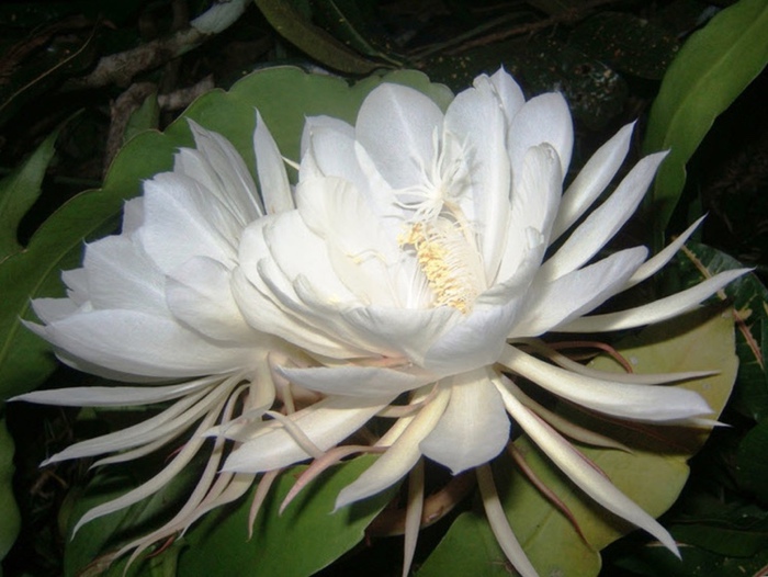 Chingum — Discover Curiosities 20 most unusual flowers in the world