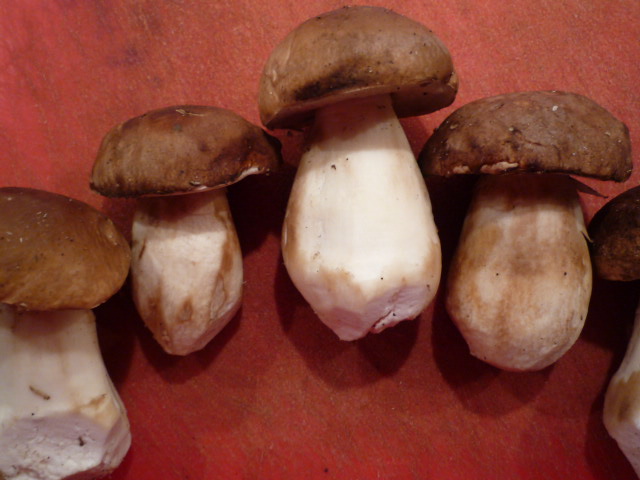 Bolli&amp;#39;s Kitchen: Cèpes marinés - Eingemachte Steinpilze