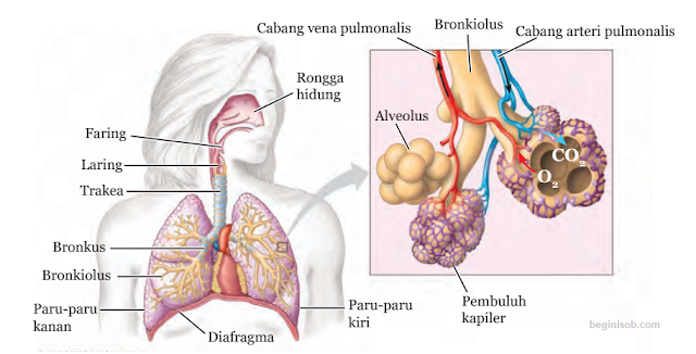 Organ Penyusun Sistem Pernapasan pada Manusia