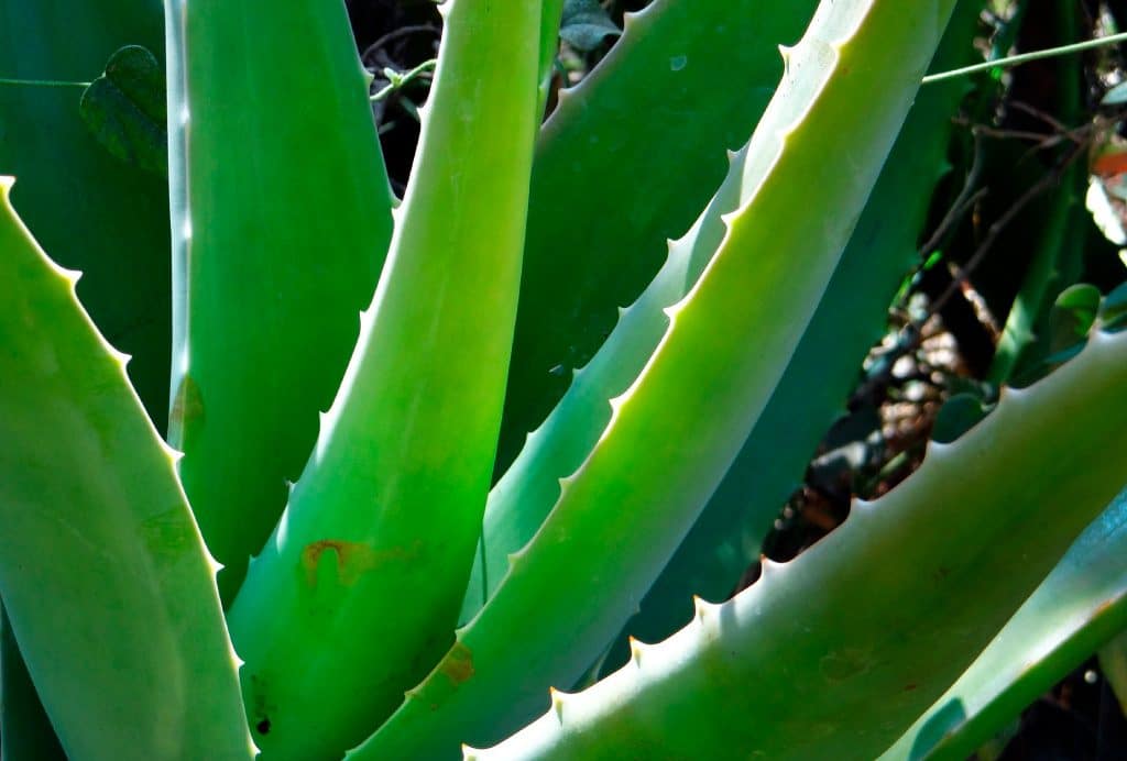 HORTA E FLORES: Babosa (Aloe vera)
