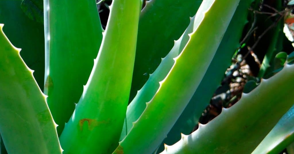 HORTA E FLORES: Babosa (Aloe vera)