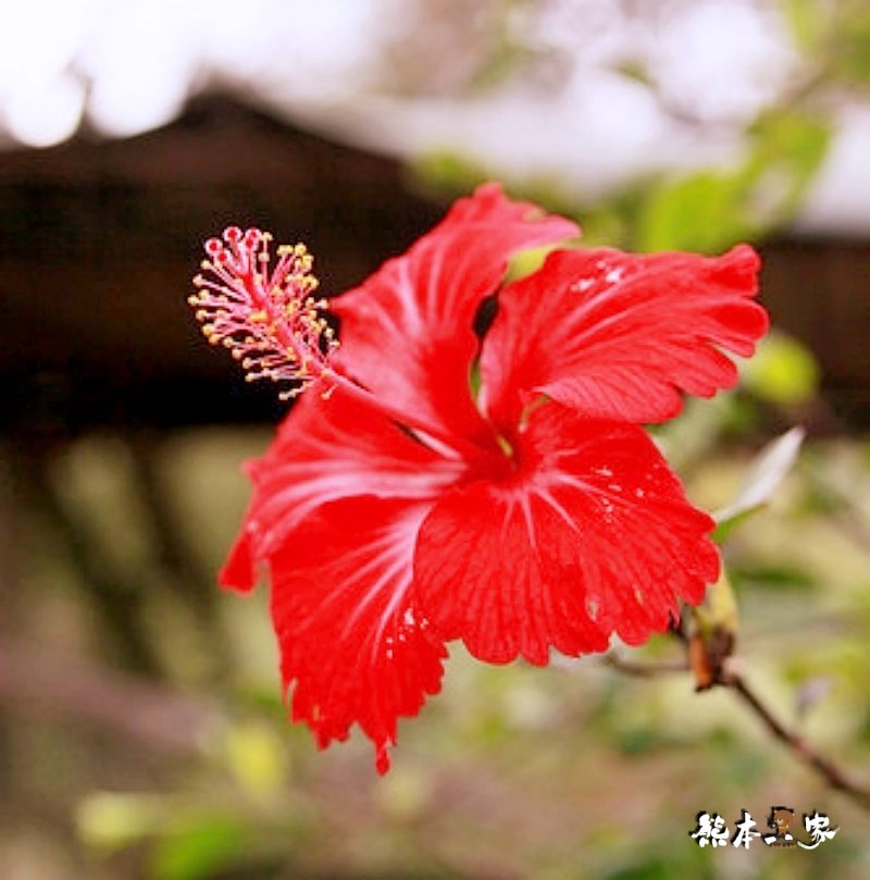 江家果園|採柿趣