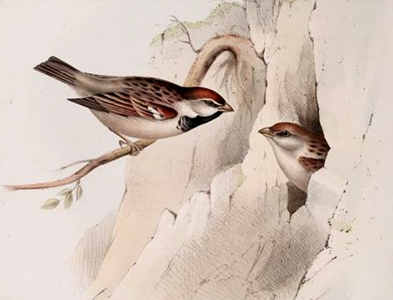 Italian Sparrow in pair