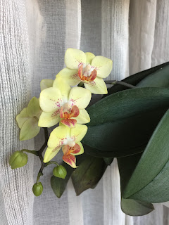 , Abbiamo iniziato tutti cos&igrave;!, diarid'orchidee