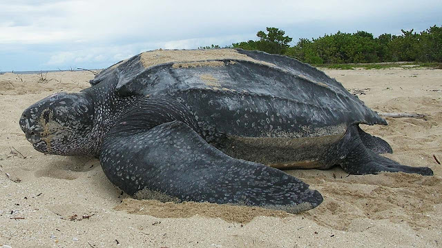Tartaruga de couro, a maior tartaruga do mundo