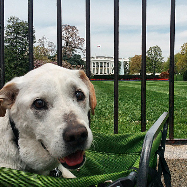 Dreaming about rolling around in the presidential grass in Washington, D.C. - He Decided To Make The Most Of His Dog's Last Days, So They Took A Road Trip