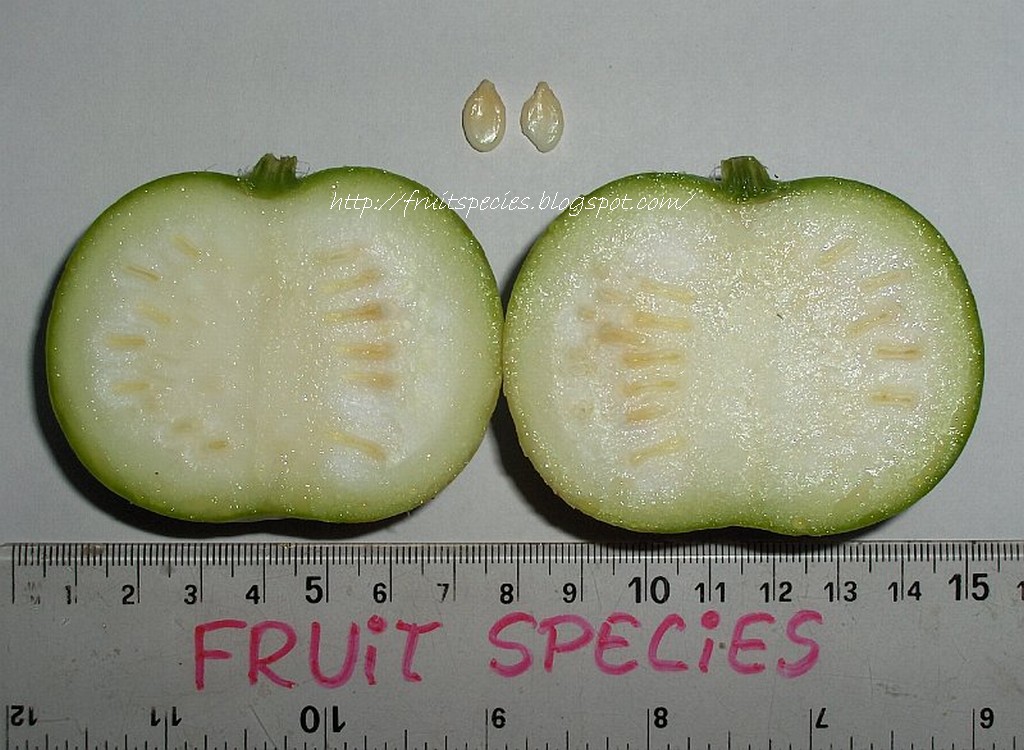 Fruit Species TINDA (Indian Round Gourd)