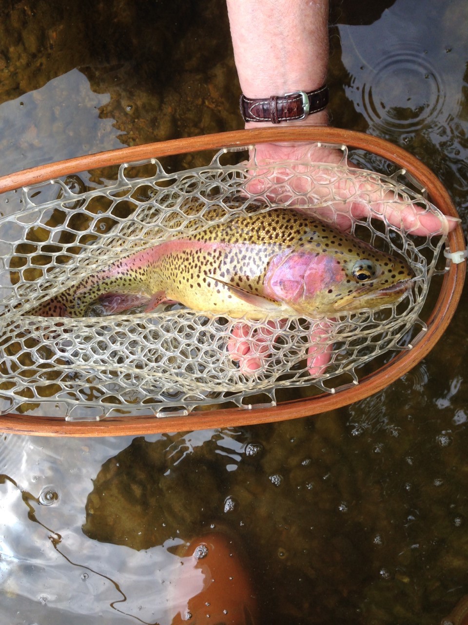 A Fly Fishing Report and Blog for the White and Norfork Rivers in