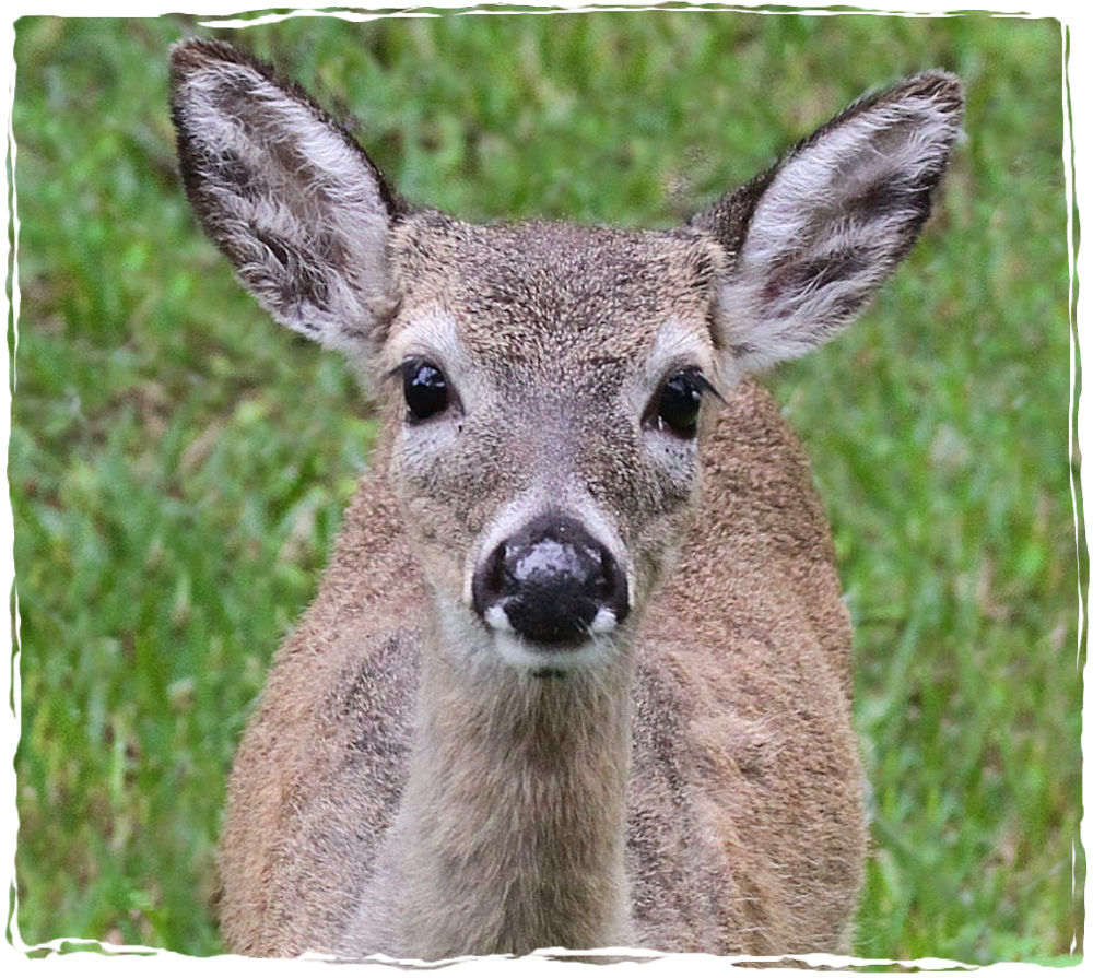 An English Girl Rambles From 2016 To The Key Deer