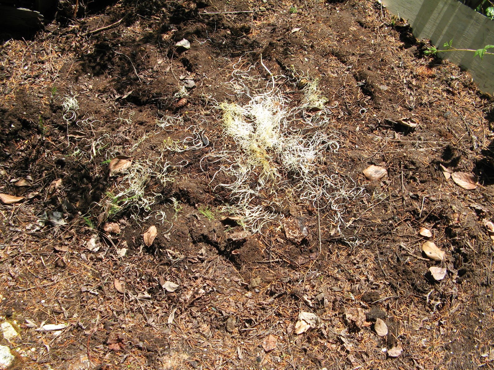 Powell River Books Blog Compost Pit Completes Full Cycle