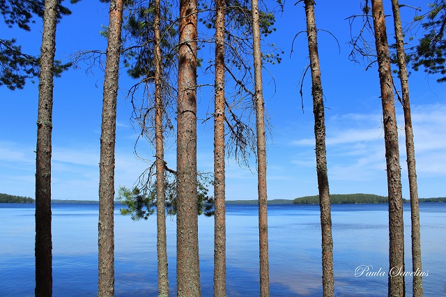 Mäntyjä ja Kuolimojärvi