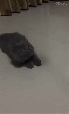 Hilarious Kitten GIF • Funny blue Ninja kitty is as fast as light trying to catch his Cat toy.