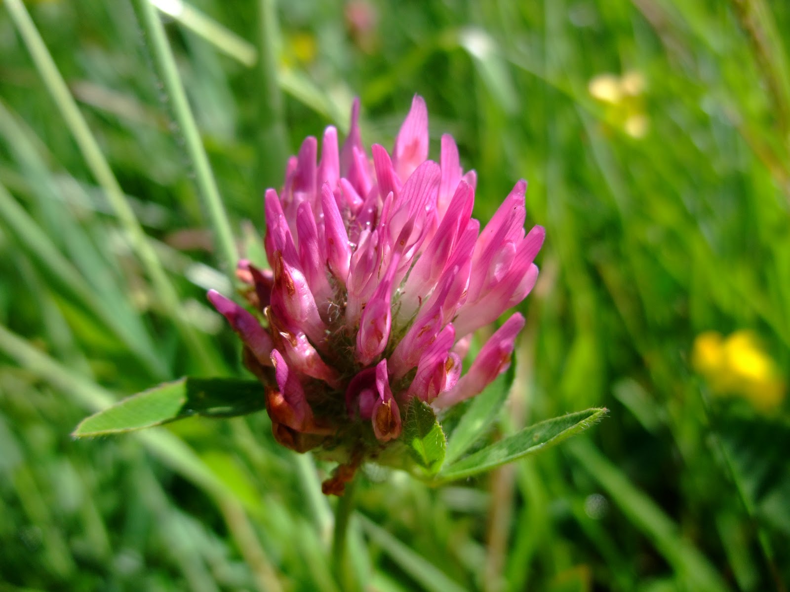 HERBAL PICNIC: RED CLOVER