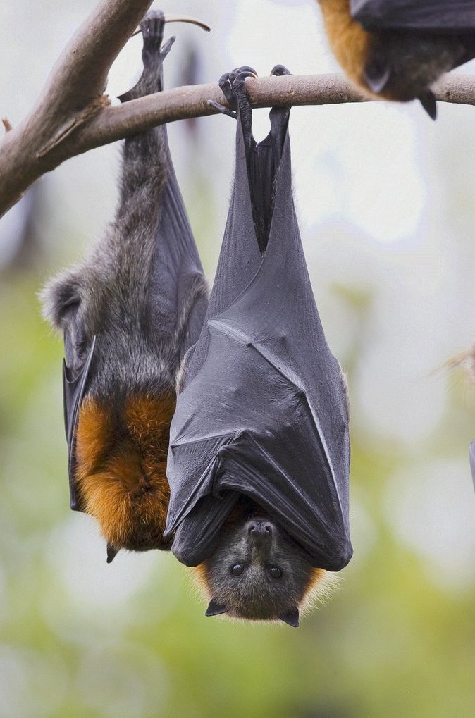 Ciri Ciri khusus jenis hewan