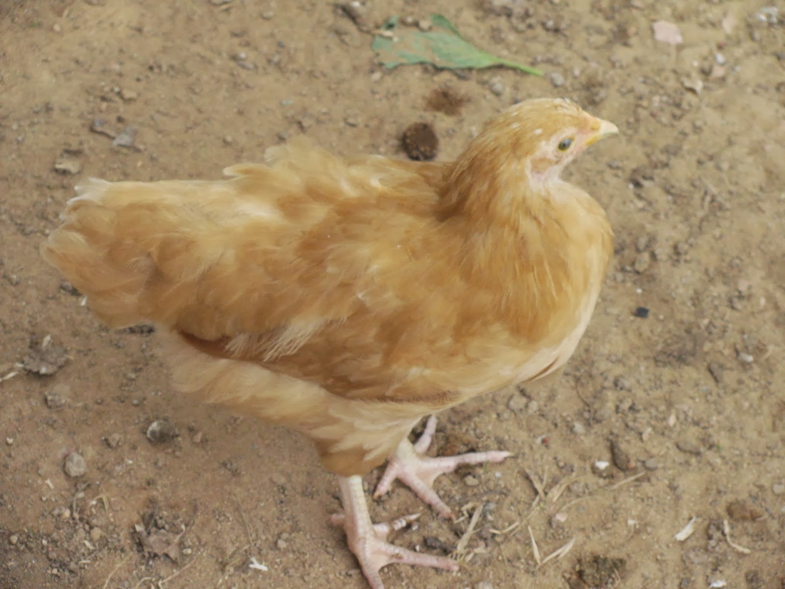 Update from the farm Two month old chickens can fly