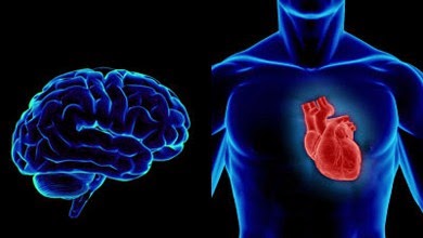دراسة  فرنسية :  سلامة القلب و الشرايين افضل وقاية من شيخوخة العقل