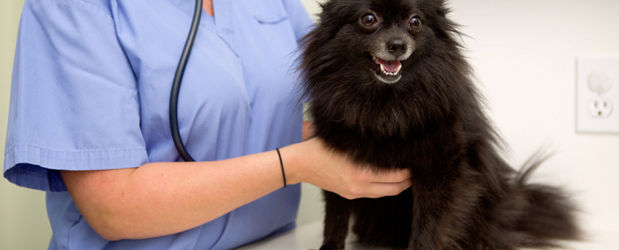 Why are regular check-ups important For dogs