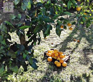 Naranjas Ecológicas