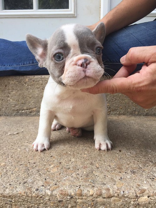Buy French Bulldog Dogs and Puppies in USA and UK