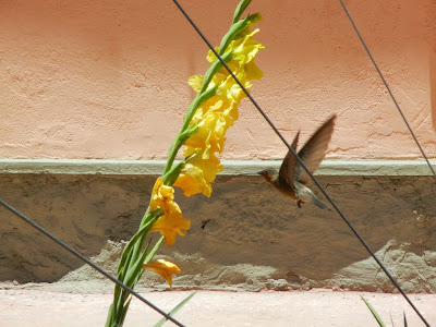 die Kolibris kommen wieder